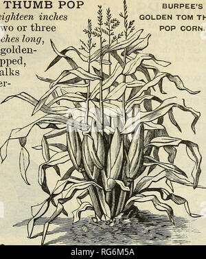 . Burpee's farm 1893 annuel. Pépinières (Horticulture) Pennsylvanie Philadelphie catalogues ; graines de plantes ornementales ; catalogues, catalogues, catalogues de graines de fleurs. . Veuillez noter que ces images sont extraites de la page numérisée des images qui peuvent avoir été retouchées numériquement pour plus de lisibilité - coloration et l'aspect de ces illustrations ne peut pas parfaitement ressembler à l'œuvre originale.. W. Atlee Burpee Company ; Henry G. Gilbert Pépinière et du commerce de semences Catalogue Collection. Philadelphie, P. A. : W. Atlee Burpee &AMP ; Co. Banque D'Images