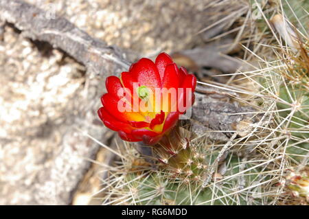 Close up of Hedgehog cactus Echinocereus triglochidiatus (fleur) Banque D'Images