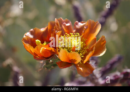Close up of orange fleur Cholla Cylindropuntia (espèces) Banque D'Images