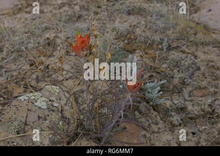 Indian Paintbrush (Castilleja de fleurs) in situ des espèces Banque D'Images