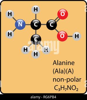Molécule d'acide aminé alanine Ball et Structure Stick Illustration de Vecteur