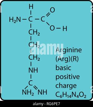 Molécule d'acide aminé arginine structure squelettique Illustration de Vecteur