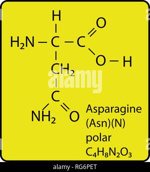 Molécule d'acide aminé asparagine structure squelettique Illustration de Vecteur