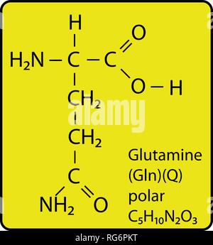 Molécule d'acide aminé glutamine structure squelettique Illustration de Vecteur