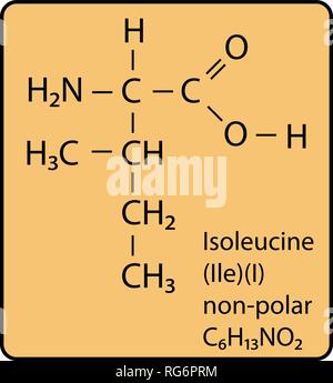 Molécule d'acide aminé Isoleucine structure squelettique Illustration de Vecteur