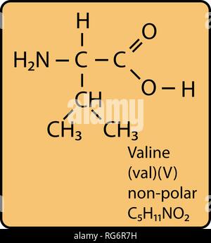 Molécule d'acide aminé valine structure squelettique Illustration de Vecteur