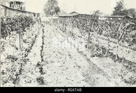 . Bush la culture de fruits en Californie. Rubus ; fruits-culture. BUSH 1929 CULTURE DE FRUITS EN CALIFORNIE 11 sider le travail effectué. Au cours- le temps chaud, l'utilisation des baies de bush une énorme quantité d'eau, dont la plupart provient de la partie supérieure de 2 ou 3 pieds du sol. L'épuisement de l'humidité dans ce domaine est rapidement montré par un flétrissement des feuilles et le racornissement du fruit. Manque d'humidité durant la période de croissance sensiblement raccourcit la saison de cueillette et réduit la récolte. sJBt. Fig. 1.-Bush baies sont irrigués en sillons près de la ligne. (À partir de la date d'Exp. Sta. Cir. 164.) L'élagage et le palissage et mûres Banque D'Images