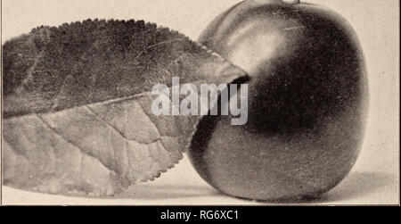 . Le livre de semences Burbank Luther Burbank / Company.. Catalogue des pépinières. 10 Luther Burbank, Santa Rosa, Californie " Je suis au admirateur de votre ' ' Burbauk Prune. J'ai environ trois cent cinquante maintenant de plus en plus, et s'attendre à établir plus de l'année à venir. J'ai soulevé, ou plutôt, les arbres produits, échantillons mesurant six et un quart de pouces de circonférence cette saison." Andrew Ryder, placer Co., Californie. " Les prunes Burbank lourdement l'alésage de cette année ; ils sont tout simplement superbe ; ceux qui ont mangé le fruit le prononcer, magnifique" H. E. Goodrich Co., San Diego, Californie "La Burbank Banque D'Images