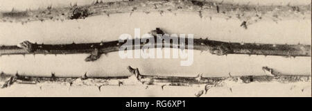 . Le livre de semences Burbank Luther Burbank / Company.. Catalogue des pépinières. 32 Luther Burbank, Santa Rosa, Californie f ". Veuillez noter que ces images sont extraites de la page numérisée des images qui peuvent avoir été retouchées numériquement pour plus de lisibilité - coloration et l'aspect de ces illustrations ne peut pas parfaitement ressembler à l'œuvre originale.. Luther Burbank, Société.. Luther Burbank Co. Banque D'Images