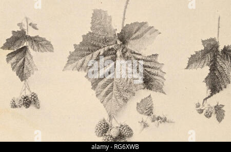 . Le livre de semences Burbank Luther Burbank / Company.. Catalogue des pépinières. 24 Luther Burbank, Santa Rosa, Cai.. et d'autres bien connus des framboises. Parmi les plantules provenant de cette plante était celui-ci, et, bien qu'aucun signe de l'Cuthbert apparaît, mais il peut être}' hardl doutait que Cuthbert le pollen a affecté une partie de la merveilleuse à voir des améliorations dans cette nouvelle variété. Stock Disponible : 6 très grands clusters et quarante-huit jeunes fortes ventouses. Le prix, 800$. " C'est tout à fait remarquable que la petite japonaise à gros fruits, espèce Rubus palmatus, devrait produire une variété si grande qu'une yo Banque D'Images