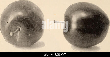 . Le livre de semences Burbank Luther Burbank / Company.. Catalogue des pépinières. 16 Luther Burbank, Santa Rosa, Californie " Nous vous écrivons pour exprimer notre grande satisfaction de la Prune Burbank, que nous avons testé. C'est une saveur délicieuse, en prenant la nectarine et Abricot, et nous disons, sans hésitation, le meilleur de tous ces précieux les prunes. Avec nous le fruit est comme une main- certains, Nectarine très colorés. " En conclusion, nous exprimons plus sincères remerciements pour les nombreuses choses que vous avez envoyé, et pour leur caractère fiable. Kverylhing à partir de vous pouvez compter sur nous. Nous avons trouvé Banque D'Images