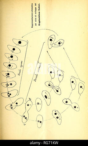 . Bullettino delle sedute della Accademia gioenia di Scienze naturali à Catania. La science. . Veuillez noter que ces images sont extraites de la page numérisée des images qui peuvent avoir été retouchées numériquement pour plus de lisibilité - coloration et l'aspect de ces illustrations ne peut pas parfaitement ressembler à l'œuvre originale.. Accademia gioenia di Scienze naturali à Catania. Catane, Italie, Accademia gioenia di Scienze naturali Banque D'Images