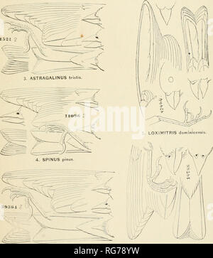 . Bulletin - United States National Museum. La science. 2. CARDUELIS carduelis. I. PYRRHULA cassini.. 6. ACANTHIS linaria. 7. PASSER domesticus.. Veuillez noter que ces images sont extraites de la page numérisée des images qui peuvent avoir été retouchées numériquement pour plus de lisibilité - coloration et l'aspect de ces illustrations ne peut pas parfaitement ressembler à l'œuvre originale.. United States National Museum, Smithsonian Institution, Etats-Unis. Ministère de l'intérieur. Washington : Smithsonian Institution Press, [etc. ] ; Pour la vente par le surint. De Docs. , États-unis Govt Imprimer. L'arrêt. Banque D'Images