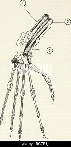 . Bulletin - United States National Museum. La science. 156 BULLETIN DU MUSÉE NATIONAL AMÉRICAIN 273. v^.k.q. Figure 47.-vue plantaire du pied gauche et de la cheville (1 m, court fléchisseur. fibularis ; 2, m. tibialis court fléchisseur ; 3, m. tibialis posterior).. Veuillez noter que ces images sont extraites de la page numérisée des images qui peuvent avoir été retouchées numériquement pour plus de lisibilité - coloration et l'aspect de ces illustrations ne peut pas parfaitement ressembler à l'œuvre originale.. United States National Museum, Smithsonian Institution, Etats-Unis. Ministère de l'intérieur. Washington : Smithsonian Institution Banque D'Images