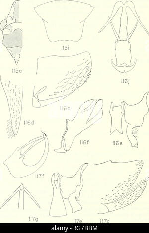 . Bulletin - United States National Museum. La science. 124 Bulletin 261 U.S. NATIONAL MUSEUM. Chiffres 115-117.-115, Acrocampsa rutilans (Fabricius), lectotype, zone castaneous légèrement ombragés, très ombragé, vert. 116, A. pallipes (Fabricius), spécimen du Maroni^^River, Guyane (indiqué dans les paraphyses f) : j, aedeagus, paraphyses, et les tendons, posteroventral vue. 117, A. integra Melichar, modèle à partir de la Trinité.. Veuillez noter que ces images sont extraites de la page numérisée des images qui peuvent avoir été retouchées numériquement pour plus de lisibilité - coloration et l'apparition de ces illustrations peuvent n Banque D'Images
