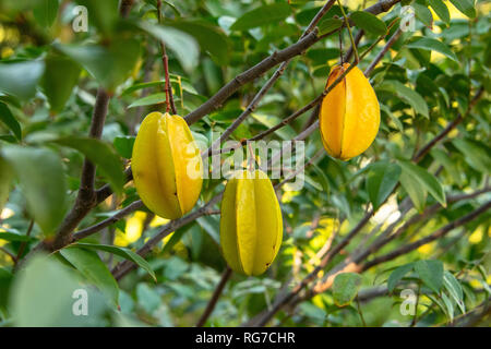 Apple Star, CARAMBOLES (Averrhoa carambola) poussant sur un arbre - libre de droit Banque D'Images