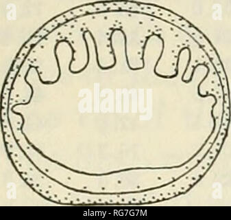 . Bulletin - United States National Museum. La science. d. Veuillez noter que ces images sont extraites de la page numérisée des images qui peuvent avoir été retouchées numériquement pour plus de lisibilité - coloration et l'aspect de ces illustrations ne peut pas parfaitement ressembler à l'œuvre originale.. United States National Museum, Smithsonian Institution, Etats-Unis. Ministère de l'intérieur. Washington : Smithsonian Institution Press, [etc. ] ; Pour la vente par le surint. De Docs. , États-unis Govt Imprimer. L'arrêt. Banque D'Images