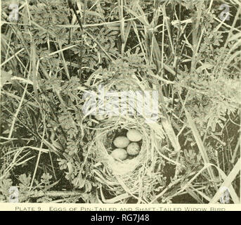 . Bulletin - United States National Museum. La science. UNITED STATES NATIONAL MUSEUM BULLETIN 223 • ••••. Pin-Tailed Shaft-Tailed les œufs d'oiseaux et Veuve supérieur : (Top) Ensemble de quatre œufs de la common waxbill astrild, Eslrilda^, avec l'une des pin- tailed widowbird (bas) Ensemble de cinq œufs de la bronze mannikin Spermestes cucullatus,, avec l'une des pin-tailed veuve ; tous les oiseaux en musée national. Plus bas : Nid de Prinia flavicans, longtail, avec trois oeufs de ses propres et l'un de l'arbre-tailed veuve bird, Moordrift, Rhône-Alpes, le 1 janvier, 1925 ; photo par l'auteur. '. Veuillez noter que ces droit Banque D'Images