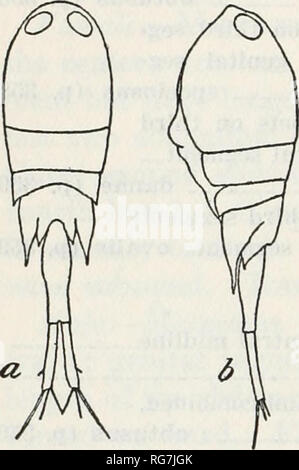 . Bulletin - United States National Museum. La science. BULLETIN 356 158, UNITED STATES NATIONAL MUSEUM La Distribution.-Gulf Stream au sud de Marthas Vineyard (Wheeler), archipel malais (Cleve) ; Messina, Nizza (Noël) ; Côte française (Gourret), Atlantique Sud, Méditerranée (Giesbrecht) ; Atlantique Nord (Cleve) ; Ked Mer, Océan Indien (Thompson et Scott) ; Adriatique (Steuer, Pesta) ; baie de Chesapeake (Wilson). Couleur.-Corps plutôt opaque, avec un degré variable de rouge, jaune- ish-rouge et jaune pigment, en particulier dans la région de la bouche, dans l'extension de la partie postérieure de winglike metasome segments, Banque D'Images