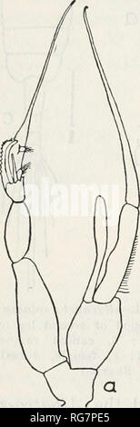 . Bulletin - United States National Museum. La science. BULLETIN 64" 158, UNITED STATES NATIONAL MUSEUM (Adriatique Pesta) ; golfe de Guinée (T. Scott) ; la mer d'Oman, archipel malais (Cleve) ; golfe du Maine (Bigelow). Couleur. général une couleur gris bleu pâle, avec des taches rouge foncé sur les côtés de la tête en face de l'embouchure, sur la base des pièces buccales, et à la partie postérieure de l'angles des segments thoraciques. Chez la femme, il y a une large bande de la même partout au rouge pos- marge e résultats t du céphalothorax sur la surface dorsale. Ce n'est pas continu avec les taches latérales, mais son fr Banque D'Images