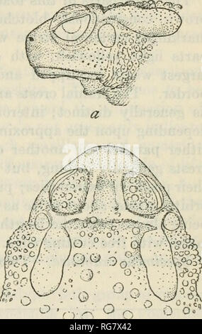 . Bulletin - United States National Museum. La science. Les amphibiens sans queue mexicain (73 Yuma), le bassin de la mer de Salton (Agua dulce), le sud de l'Arizona (Nogales, Sonora) et du Nord ; et à l'est par le Rocky Moun- tain région pour les Badlands du Dakota du Sud, le loup de la fourche de la rivière Platte, au Nebraska, au nord-est du Kansas (comté de Doniphan), la rivière Arkansas dans l'Est de l'Oklahoma (Okmulgee, Pushmataha, et McCurtain comtés), le sud du Texas (Haj^s et les comtés de Bexar) et le long du Rio Grande à l'ouest de l'embouchure de la rivière Pecos (Brewster et El Paso Comtés) ; et de là, au sud de Chihuahua (vS Banque D'Images