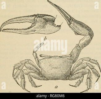 . Bulletin - United States National Museum. La science. Le GBAPSOID LES CRABES D'AMÉRIQUE. 403 Tampa Bay, Floride ; mars 17, 1885 ; 23 ; albatros mâles, 3 fe- hommes (9908). Cleanvater, Floride ; Juillet 14, 1879 ; S. T. Walker ; 7 mâles, 11 femelles (327G). Cedar Keys, Floride ; Décembre, 1883 ; H. Hemphill, 109 hommes, 41 femmes, 3 y. (G412). Cocoaniit Beach, Floride ; Janvier, 1916 ; human life by Sylvester Graham W. L. ; 7 mâles, 4 femelles (48924). La Floride ; L. E. Daniels ; 1 mâle (22984), près de Mobile, en Alabama ; 1883 ; C. L, Herrick ; 1 homme (5781). La baie de Biloxi, Mississippi ; shore ; C. F. Baker ; 1 mâle (21G83), Biloxi, Mississippi ; P. R. Hoy Banque D'Images