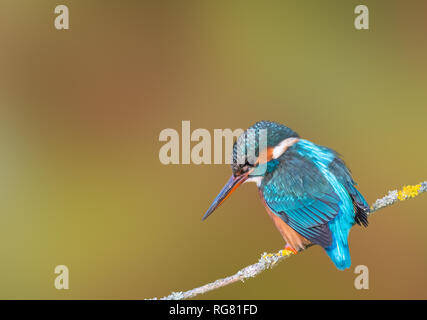 Adulte, Kingfisher commun (Alcedo atthis) perché sur une branche d'arbre en hiver à West Sussex, Angleterre, Royaume-Uni. Avec espace de copie. CopySpace. Banque D'Images