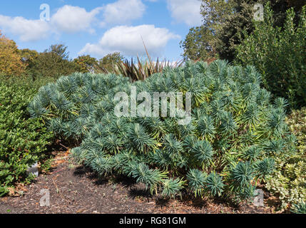 Euphorbia characias subsp. wulfenii (Méditerranée) euphorbe plante qui pousse en été dans le West Sussex, England, UK Banque D'Images