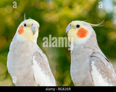 Couple d'oiseaux tropicaux isolé sur fond blanc Banque D'Images