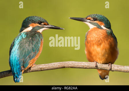 Couple de martin-pêcheurs dans la nature. Deux oiseaux tomber en amour Banque D'Images