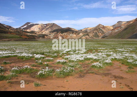 L'Islande. Belles montagnes et blanc fleurs de linaigrettes. Région volcanique célèbre avec les roches de rhyolite - landmannalaugar. Banque D'Images