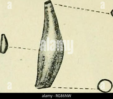 . Bulletin - United States National Museum. La science. BULLETIN DU MUSÉE NATIONAL III PL. 20 o ft- o -o /ffes*") i t o - 10 --o. 11 12 13 14 East American Scaphopod Mollusques Pour explication de la plaque voir page 171. 15. Veuillez noter que ces images sont extraites de la page numérisée des images qui peuvent avoir été retouchées numériquement pour plus de lisibilité - coloration et l'aspect de ces illustrations ne peut pas parfaitement ressembler à l'œuvre originale.. United States National Museum, Smithsonian Institution, Etats-Unis. Ministère de l'intérieur. Washington : Smithsonian Institution Press, [etc. ] ; À vendre Banque D'Images