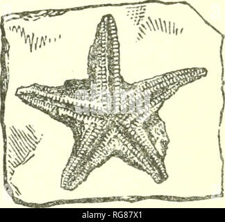 . Bulletin - United States National Museum. La science. Révision des STELLEROIDEA paléozoïques. 91-MESOPAL BELLULUS PÂQUES (Billings). Texte fig. 7. Petraster bellulus Billings, Geol. Surv. Canada, Pal. Le SSOBL., tome 1, 1865, p. 393, fig. 368.-Miller, N. Amer. Geol. Pal., 1889, p. 269, fig. 389. Description originale.--"Deepl}', stellaire sur 18 lignes partout ; disque 5 lignes de large ; largeur de raies, à la base, la moitié de la largeur de l'outil, uniformément effilé à leurs extrémités ; pieds ambulacraires grooves, étroite et profonde, avec environ 30 plaques d'adambulacral sur chaque côté. Ces plaques sont fortement convexe et nearl Banque D'Images