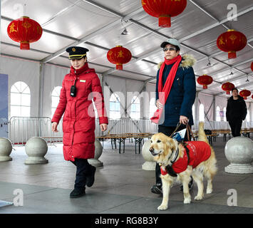 Beijing, Chine, province de Jiangsu. 24 Jan, 2019. Un chien-guide contribue à son propriétaire avec les maladies des yeux pendant le Festival de printemps saison voyage à Suzhou gare du nord de Suzhou, Province de Jiangsu en Chine de l'Est, le 24 janvier 2019. Crédit : Li Bo/Xinhua/Alamy Live News Banque D'Images