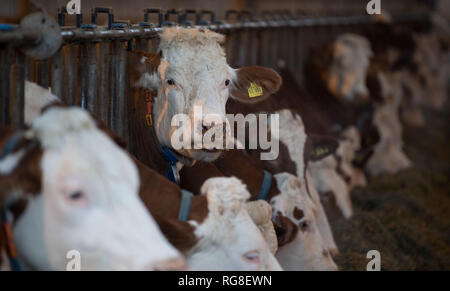 28 janvier 2019, Bade-Wurtemberg, Markgröningen : stand de bétail dans une grange. Photo : Marijan Murat/dpa Banque D'Images