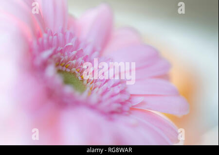 Une vue en gros plan d'une fleur de Gerbera. Banque D'Images