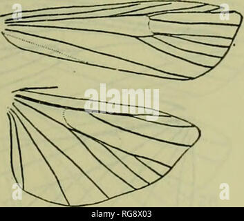 . Bulletin - United States National Museum. La science. FiQUREa 9-16.-Venation (mâle, sauf indication contraire). 9. Promylea lunigerella lunigerella Ragonot. 10. Coptarthria dasypyga (Zeller). 11. Anadelosemia senesciella (Schaus). 12. Dasypyga alternosquamella Ragonot. 13. Ceracanthia mamella (Dyar). 14. Megarlhria peterseni (Zeller). 15. Drescoma cyrdipsa Dyar. 16. Drescomopsis soraella (Druce).. 11. Anadelosemia. Veuillez noter que ces images sont extraites de la page numérisée des images qui peuvent avoir été retouchées numériquement pour plus de lisibilité - coloration et l'aspect de ces illustrations ne peut pas perf Banque D'Images