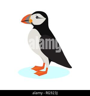Macareux moine, icône d'oiseaux polaires avec bec colorés isolé sur fond blanc, espèces d'oiseaux marins, vector illustration. Illustration de Vecteur