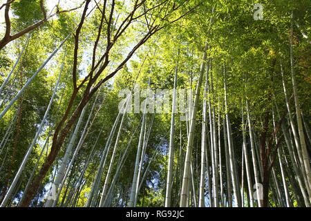 Yoshino-yama, le Japon - green bamboo grove dans le mont Yoshino, Site du patrimoine mondial de l'UNESCO Banque D'Images