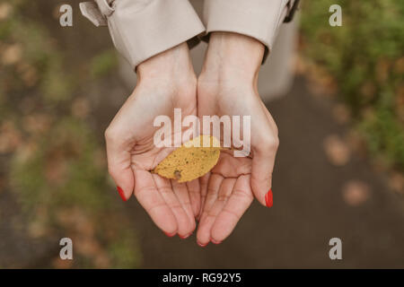 Woman's hands holding autumn leaf Banque D'Images