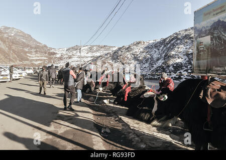 Gangtok, Sikkim, Inde de l'Est, 1 janvier, 2019 : Yak debout près de Tsomgo Lac Changu (). C'est un lac glaciaire naturelle sacrée au sommet de montagnes de l'himalaya Banque D'Images