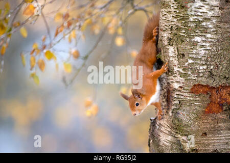 Portrait de l'écureuil roux à grimper sur arbre en automne Banque D'Images