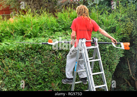 Vue arrière Arborist travaillant sur une échelle télescopique longue portée sans fil à batterie outil de taille de haies thuja plicata conifer hedge Angleterre Royaume-Uni Banque D'Images