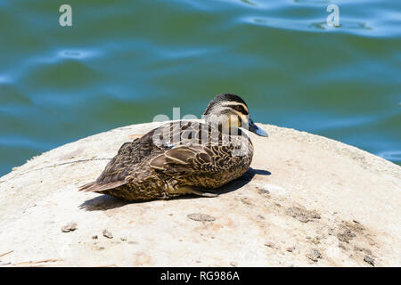 Canard noir du Pacifique perché sur un rocher au lac Monger, Australie occidentale Banque D'Images