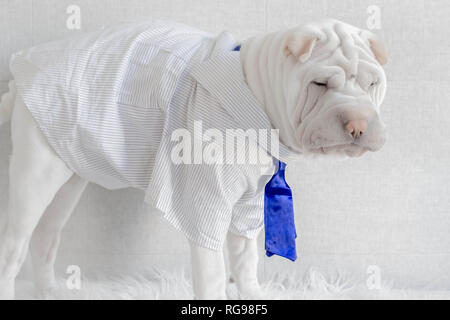 Shar pei chiot chien portant une chemise et une cravate Banque D'Images