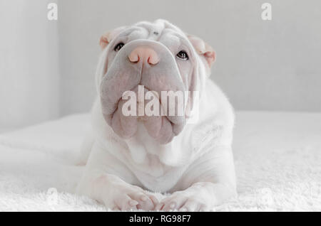 Shar pei chiot chien allongé sur un lit Banque D'Images