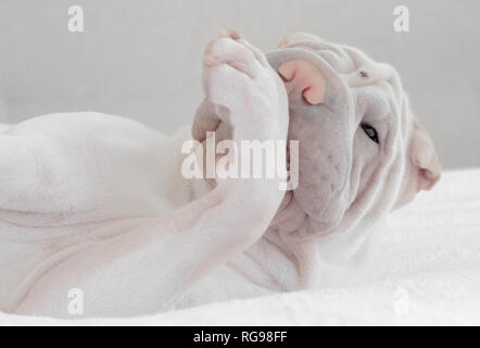 Shar pei chiot chien léchant sa patte Banque D'Images