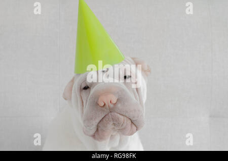 Shar-pei puppy dog wearing a party hat Banque D'Images