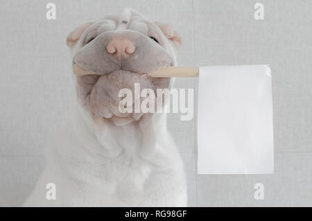 Shar pei chien tenant un drapeau blanc dans sa bouche Banque D'Images