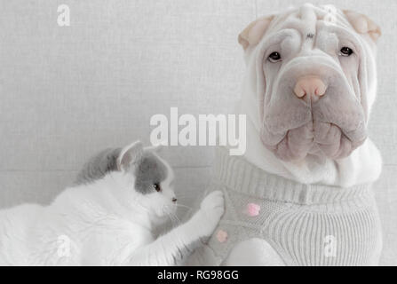 Chat touchant un chien de Shar pei portant un pull Banque D'Images